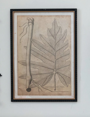 Imprinted Framed House Plant Wall Art