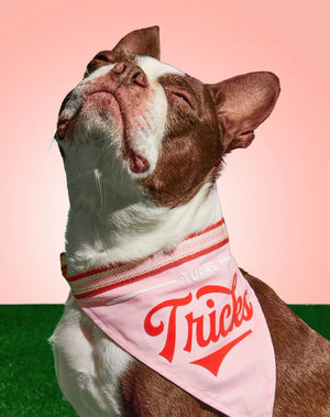 Turns Tricks Dog Bandana