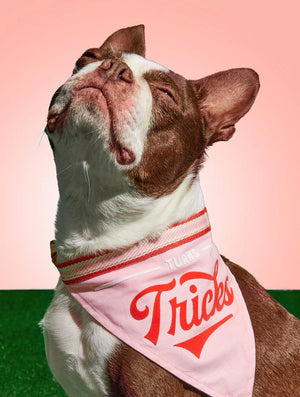 Turns Tricks Dog Bandana