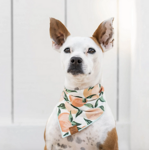 The Foggy Dog Bandanas